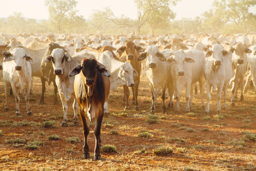 Australia, Western Australia, Australian cattle on a farm - MBEF001057