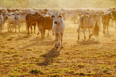 Australia, Western Australia, Australian cattle on a farm - MBEF001058