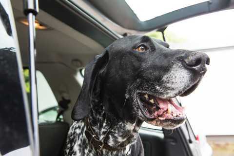 Portrait of German Shorthaired Pointer in opened car boot stock photo