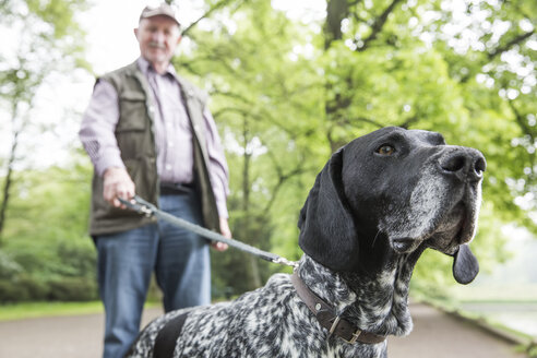 Älterer Mann geht mit seinem Deutsch-Kurzhaar-Zeiger im Stadtpark spazieren - JATF000741