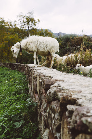 Italien, Sardinien, Alghero, Schafe auf Steinmauer, lizenzfreies Stockfoto