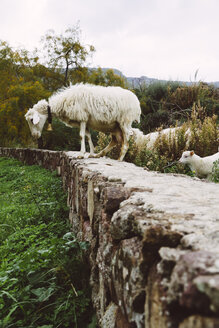 Italien, Sardinien, Alghero, Schafe auf Steinmauer - MBEF001038
