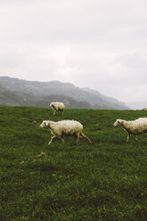 Italy, Sardinia, Alghero, Sheeps on meadow - MBEF001039