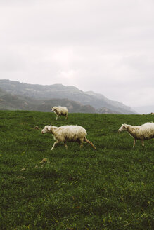 Italien, Sardinien, Alghero, Schafe auf der Wiese - MBEF001039