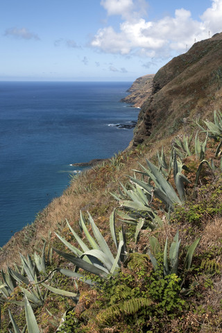 Portugal, Azoren, Santa Maria, Küstenlinie mit Agaven, lizenzfreies Stockfoto