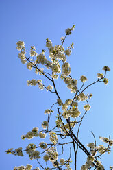 Blüten eines Kirschbaums vor blauem Himmel - AXF000703