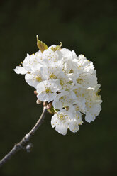 Weiße Blüten eines Kirschbaums - AXF000704