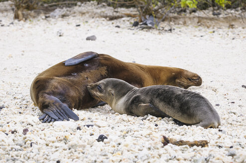 Ecuador, Galapagos, Genovesa, Galapagos-Seelöwen, Zalophus wollebaekii, am Strand - CB000329