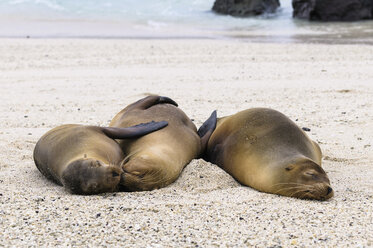 Ecuador, Galapagos, Genovesa, Galapagos-Seelöwen, Zalophus wollebaekii, am Strand - CB000331