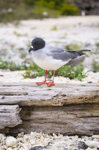 Ecuador, Galapagos, Genovesa, Schwalbenschwanzmöwe, Creagrus furcatus, lizenzfreies Stockfoto