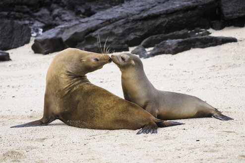 Ecuador, Galapagos, Genovesa, Galapagos-Seelöwen, Zalophus wollebaekii, am Strand - CB000334