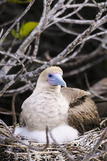 Ecuador, Galapagos, Genovesa, Rotfußtölpel ,Sula sula, im Nest - CB000335