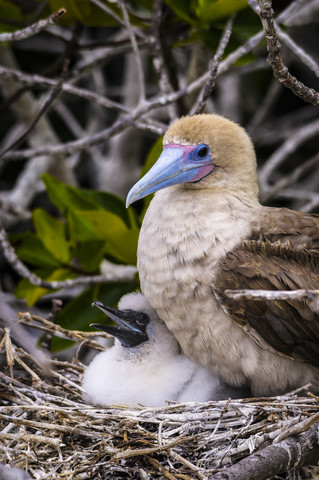 Ecuador, Galapagos, Genovesa, Rotfußtölpel ,Sula sula, im Nest, lizenzfreies Stockfoto