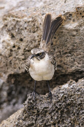 Ecuador, Galapagos, Genovesa, Galapagos-Spottdrossel, Mimus parvulus - CB000338