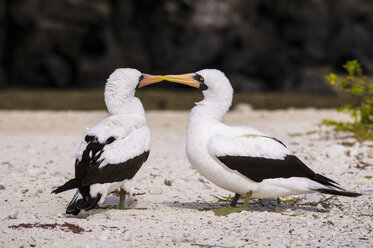 Ecuador, Galapagos, Genovesa, Nazca-Tölpel, Sula Granti - CB000339