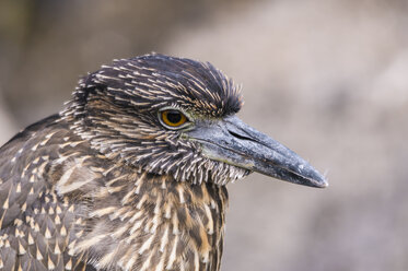 Ecuador, Galapagos, Genovesa, Lava heron, Butorides sundevalli - CB000344