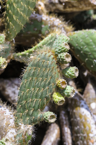 Ecuador, Galapagos, Genovesa, Nahaufnahme eines Kaktus mit Feigenkaktus, lizenzfreies Stockfoto