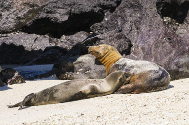 Ecuador, Galapagos, Genovesa, Galapagos-Seelöwen, Zalophus wollebaekii, am Strand - CB000348