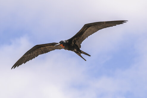 Ecuador, Galapagos, Genovesa,Fliegender Prachtfregattvogel, Fregata magnificens - CB000351