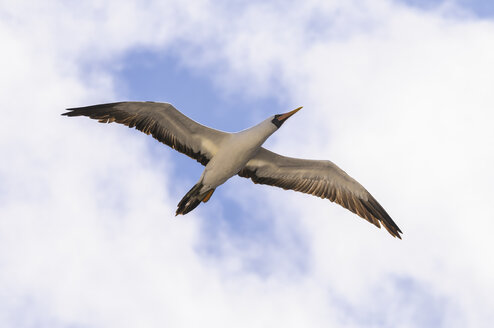 Ecuador, Galapagos, Genovesa, Fliegender Nazca-Tölpel, Sula granti - CB000352