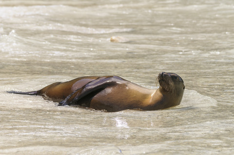 Ecuador, Galapagos, Genovesa,, lizenzfreies Stockfoto