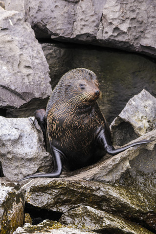 Ecuador, Galapagos, Genovesa, Galapagos-Pelzrobbe, Arctocephalus galapagoensis,, lizenzfreies Stockfoto