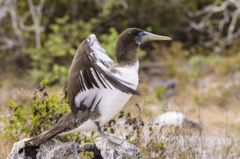 Ecuador, Galapagos, Genovesa, Nazca-Tölpel, Sula Granti - CB000358