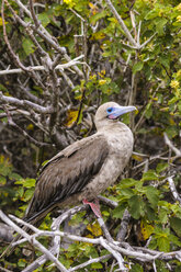 Ecuador, Galapagos, Genovesa, Rotfußtölpel ,Sula sula, auf Zweigen sitzend - CB000360