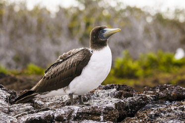 Ecuador, Galapagos, Genovesa, Nazca-Tölpel, Sula Granti - CB000361