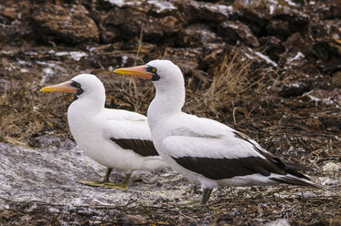 Ecuador, Galapagos, Genovesa, Nazca-Tölpel, Sula Granti - CB000362