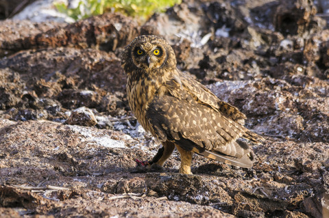 Ecuador, Galapagos, Genovesa, Galapagos-Kurzohreule, Asio flammeus galapagoensis, lizenzfreies Stockfoto