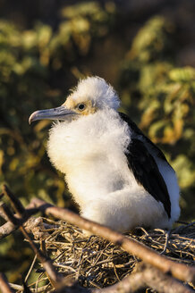 Ecuador, Galapagos, Genovesa,Junger Prachtfregattvogel, Fregata magnificens - CB000366