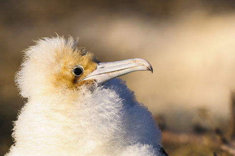 Ecuador, Galapagos, Genovesa,Junger Prachtfregattvogel, Fregata magnificens, lizenzfreies Stockfoto