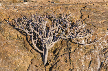 Ecuador, Galapagos, Genovesa, Palo-Santo-Baum, Bursera graveolens - CB000370