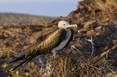 Ecuador, Galapagos, Genovesa, Prachtfregattvogel, Fregata magnificens - CB000372