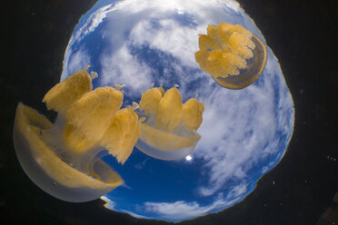 Oceania, Palau, Eik Malk, Spotted jellyfish, mastigias papua, in saltwater lake - JWAF000097