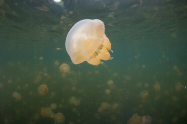 Oceania, Palau, Eik Malk, Spotted jellyfish, mastigias papua, in saltwater lake - JWAF000099