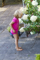 Little girl smelling at Hydrangea - JFEF000443