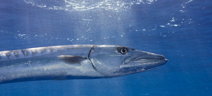 Ozeanien, Palau, Großer Barrakuda, Sphyraena barracuda - JWAF000139