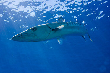Oceania, Palau, Great barracuda, Sphyraena barracuda - JWAF000140