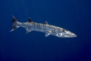 Ozeanien, Palau, Großer Barrakuda, Sphyraena barracuda - JWA000142