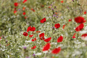 Türkei, Anatolien, Hasankeyf, Klatschmohn - SIEF005505