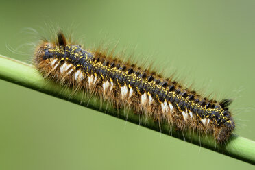 Trinker, Euthrix potatoria, auf Grashalm, vor grünem Hintergrund - MJOF000505