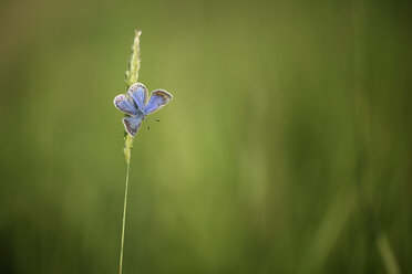 Common blue butterfly, Polyommatus icarus, hanging on blade of grass - MJOF000508