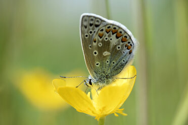 Gemeiner Bläuling, Polyommatus icarus, auf einer gelben Blüte sitzend - MJOF000509