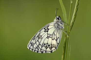 Marmoriertes Weiß, Melanargia galathea, an einem Grashalm hängend vor grünem Hintergrund - MJOF000510