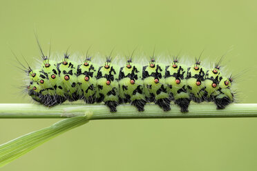 Emperor moth, Saturnia pavonia, on blade of grass, in front of green background - MJOF000513