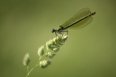 Gebänderte Gemse, Calopteryx splendens, auf einem Grashalm sitzend, vor grünem Hintergrund - MJOF000514