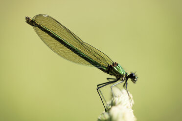 Gebänderte Gemse, Calopteryx splendens, auf einem Zweig sitzend vor grünem Hintergrund - MJOF000515