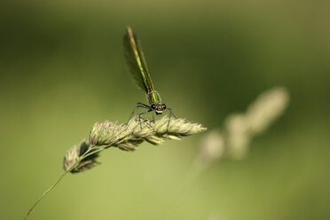 Gebänderte Gemse, Calopteryx splendens, auf einem Grashalm sitzend, vor grünem Hintergrund - MJO000516